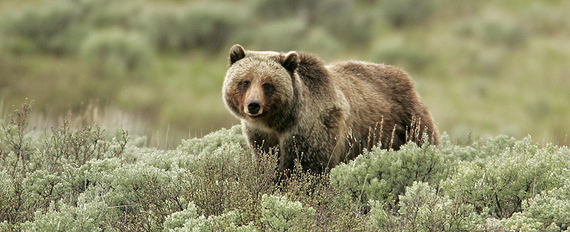 2016-05-13-1463160075-293412-Grizzly_Bear_NPS-thumb