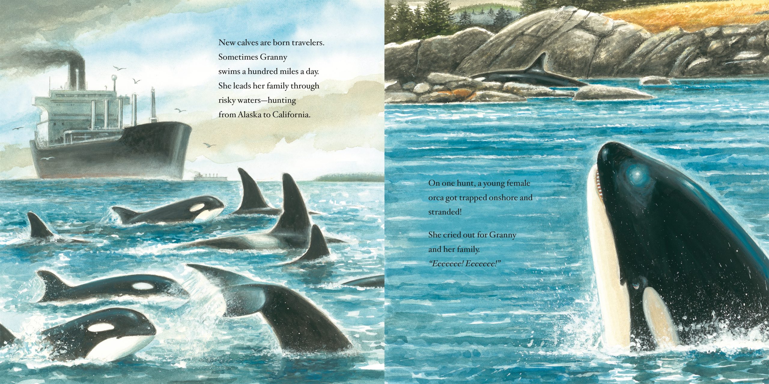 Brenda Peterson’s New Book: Wild Orca, Wisest Whale in the World ...