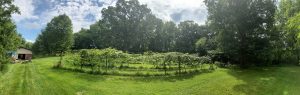 panoramic photo of the vineyard at Brigit Rest, Black Earth, Wisconsin